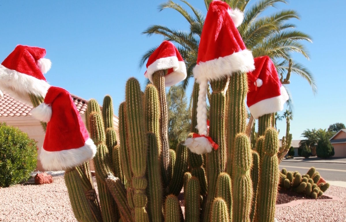 Arizona-cactus-with-Santa-hats-to-celebrate-the-holidays_2-1200×771