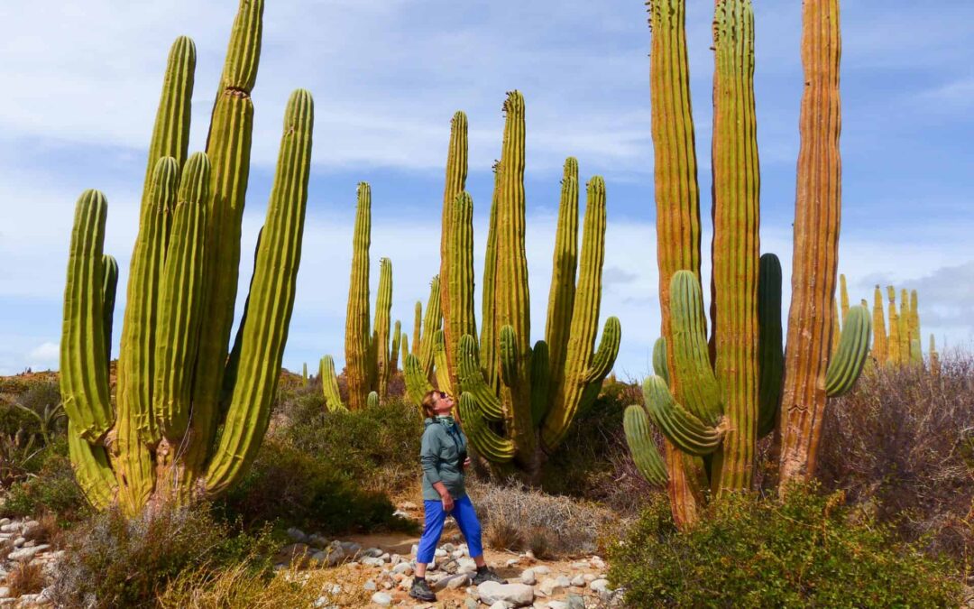 Best Time to Visit Tucson