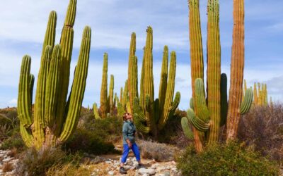 Best Time to Visit Tucson