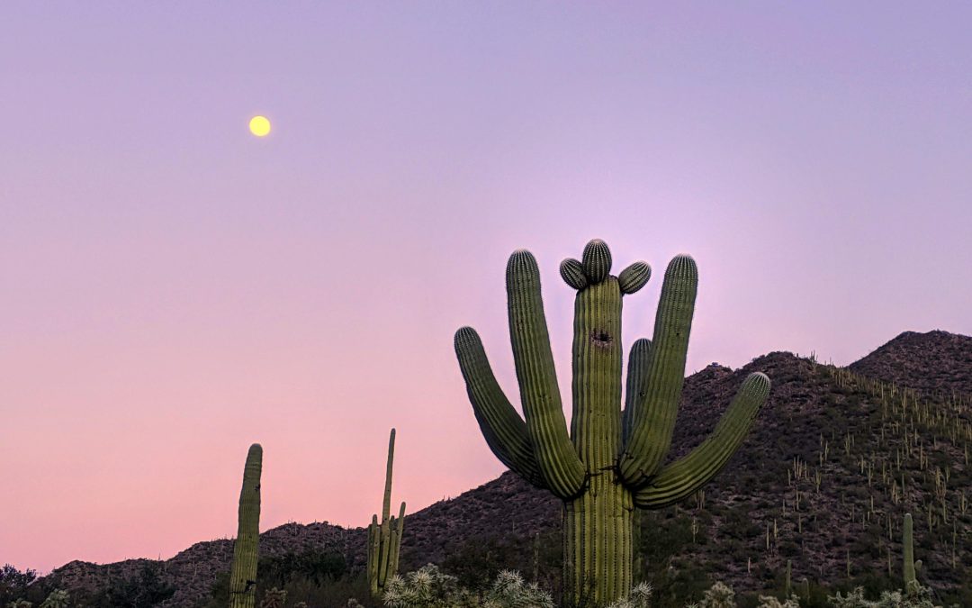 Top Things To Do in East Tucson: An Insider’s Guide