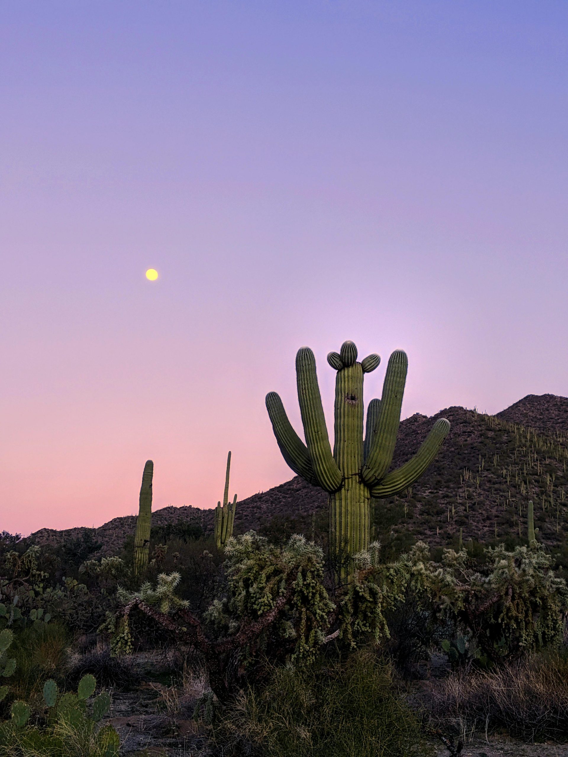 What to Do in Tucson This Weekend: Top Activities!